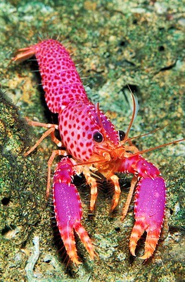 Photo:  The Purple Reef Lobster 